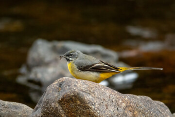Grey Wagtail (Motacilla cinerea)