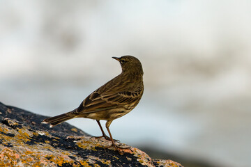 Rock Pipit (Anthus petrosus)