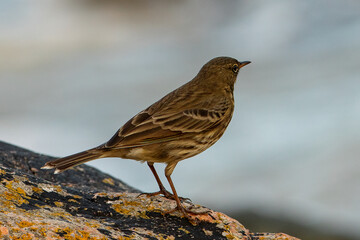 Rock Pipit (Anthus petrosus)