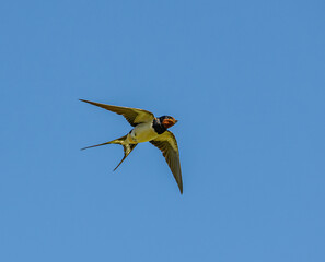 barn swallow (Hirundo rustica) in flight
