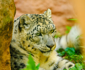 snow leopard (Panthera uncia) or ounce