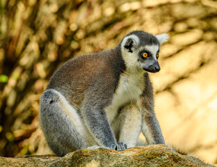 ring-tailed lemur (Lemur catta) staring