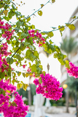 Flowers and plants around the island of Malta