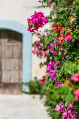 Flowers and plants around the island of Malta