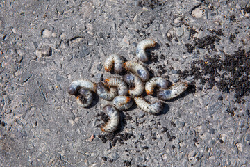 pędrak. Larwa, chrząszcz, majowego. Szkodnik, rolniczy. Grubs. May beetle larva.	