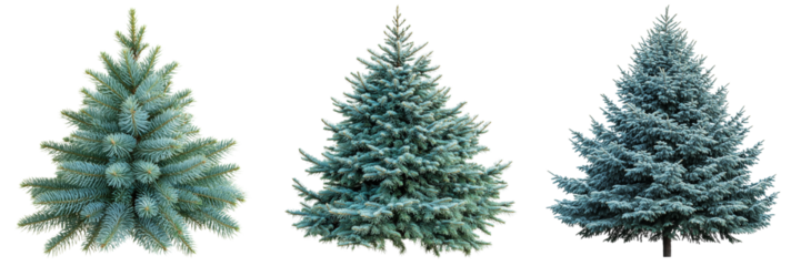 A set of vibrant Colorado Blue Spruce trees with sharp blue-green needles, isolated on a transparent background