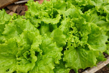 Fresh green lettuce growing in vegetable garden
