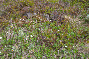 Godafoss Iceland, various alpine grasses and plants in meadow