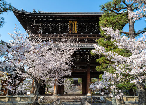 Konkai komyo-ji temple during the sakura season in Kyoto