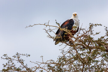 African Fish Eagle (Haliaeetus vocifer) perched on a thorny tree in Ethiopia.