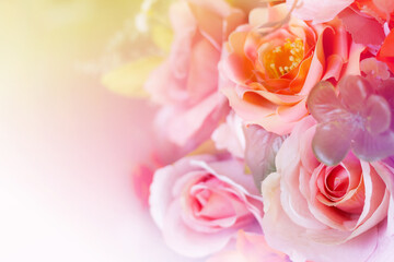 light pink roses in soft color and blur style for background