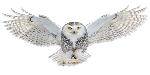Majestic Snowy Owl in Flight with Outstretched Wings on a White Background