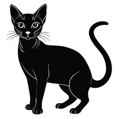 abyssinian vector animal