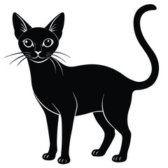 abyssinian vector animal