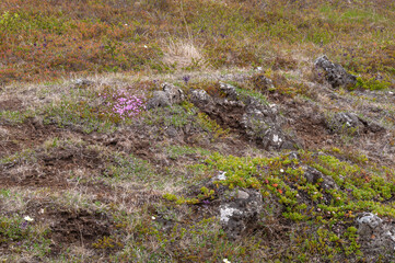 Godafoss Iceland, field of alpine plants 