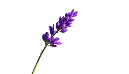Naklejka premium A single purple lavender flower on a white background, captured in soft natural light, showcasing its delicate beauty. 