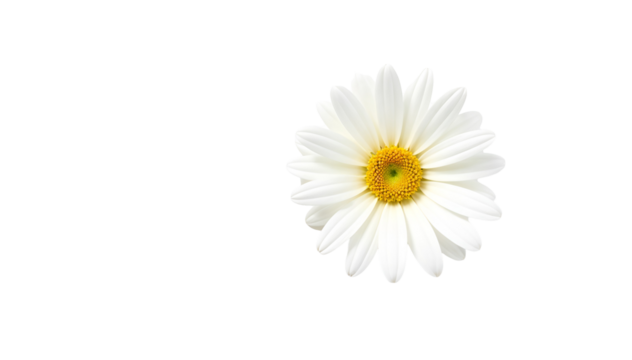 "A single daisy flower isolated on a pure white background, captured in soft natural lighting, showcasing its delicate petals and vibrant yellow center in a minimalistic botanical style."