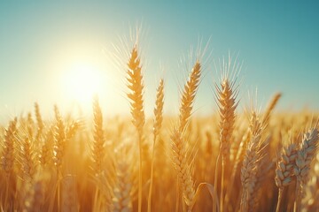 Golden wheat field bathed in sunset light, showcasing the beauty of nature's harvest.