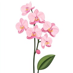 Pink Orchid Bouquet Isolated on White Background