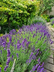 Obraz premium Blooming lavender in the garden.