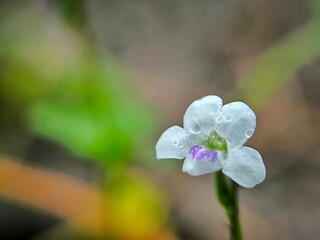 bright,blooming,plant,white,flora,beautiful,green,flower,garden,blossom,colorful,bloom,fresh,beauty,background,natural,purple,outdoor,leaf,macro,acanthaceae,nature,asystasia,botanic,asystasia gangetic
