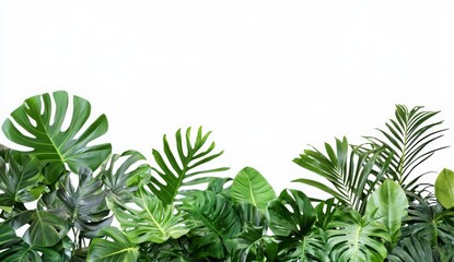 Tropical Foliage On A White Background