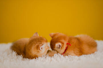 Fluffy orange cat, cute pet, cute animals, friendly and peaceful creatures, photo in studio