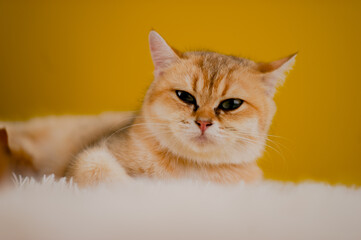 Fluffy orange cat, cute pet, cute animals, friendly and peaceful creatures, photo in studio