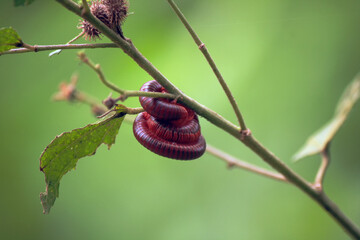 Close up of two red millipedes mating on the tree.