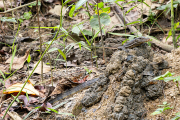 Common Water Monitor - Varanus salvator, portrait of large lizard from Asian fresh waters, Singapore.