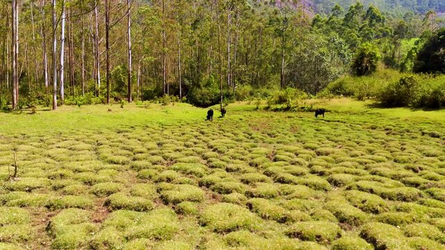 Aninal Eating Grass in Forest drone footage landscape