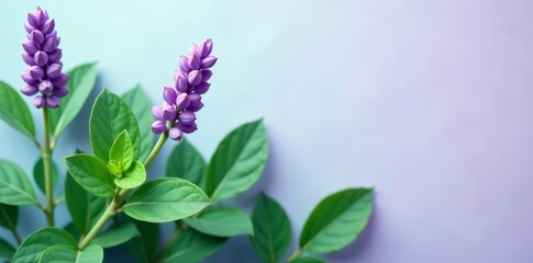 Obraz premium Close-up of vibrant mint and lavender leaves against a clean backdrop, mint leaves, fresh herbs