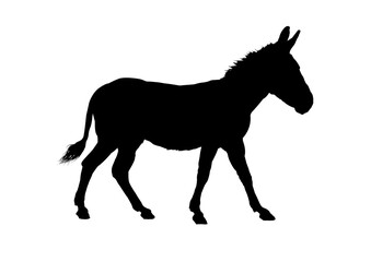 Donkey silhouette – vector illustration