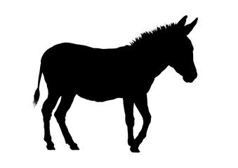 Donkey silhouette – vector illustration