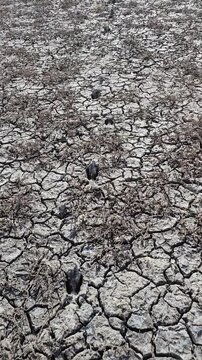 Walking across cracked, lifeless earth, tracing the faded footprints of something wild.