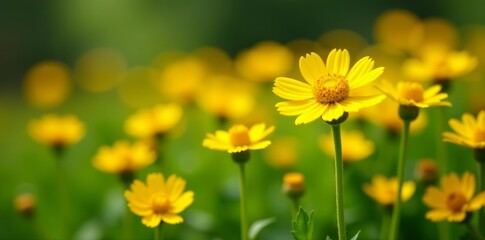 Obraz premium Closeup of vibrant yellow tansy flowers in the wild, tansy, closeup