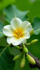 Fototapeta premium Close up of white papaya flowers and buds on tree branch, nature, papaya