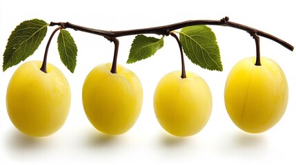 Fresh yellow plums on branch