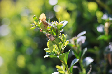 Pupae or larva of Cydalima perspectalis is an invasive caterpillar of moth species pest that destroys and eats green boxwood (buxus sempervivens) leaves doing damage, box eating caterpillar.	