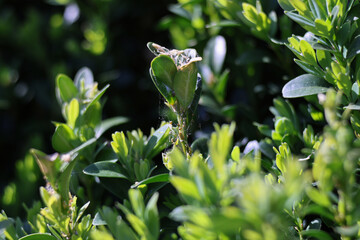 Pupae or larva of Cydalima perspectalis is an invasive caterpillar of moth species pest that destroys and eats green boxwood (buxus sempervivens) leaves doing damage, box eating caterpillar.	