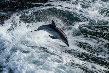 Fototapeta premium Playful dolphins jumping over breaking waves.