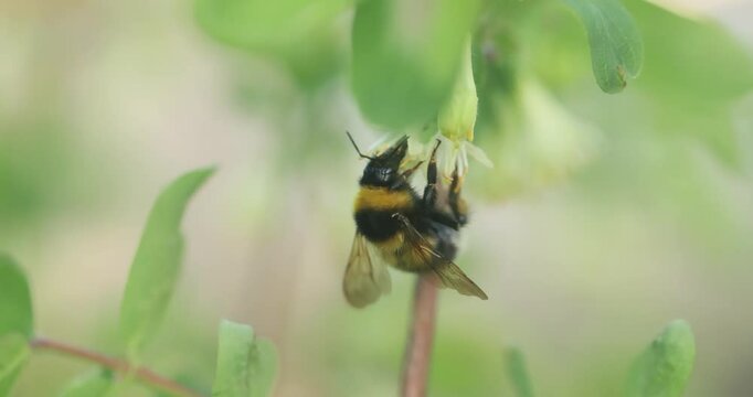 a bumblebee pollinates a flowering tree