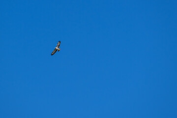 Fliegender Mäusebussard auf der Suche nach Beute