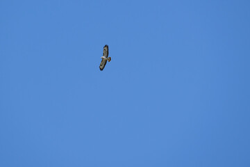 Fliegender Mäusebussard auf der Suche nach Beute