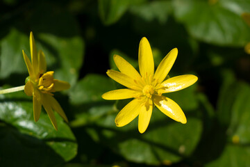 Fototapeta premium Celandine or Spring Buttercup, Ranunculus ficaria L., Ficaria verna L.