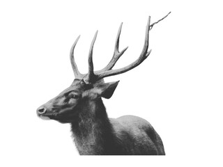 deer isolated on white