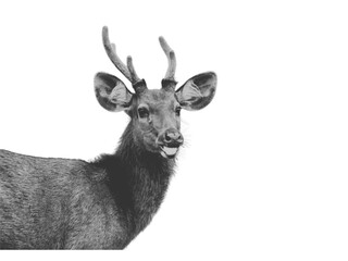 deer isolated on white background