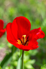 Obraz premium Beautiful Red Tulips in close-up on a blurred background