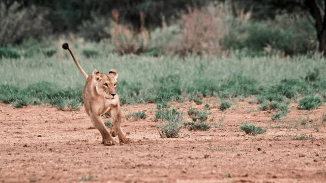 A juvenile lion playfully chases and attacks it's mother in the Kalahari of South Africa