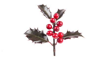 winter holly branch with berry isolated on white background PNG. GENERATIVE AI